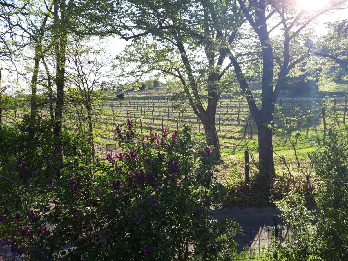 Pilikan Apartments - Park, Agroturism, Vineyard & Farm 切尔塞格托毛伊 外观 照片